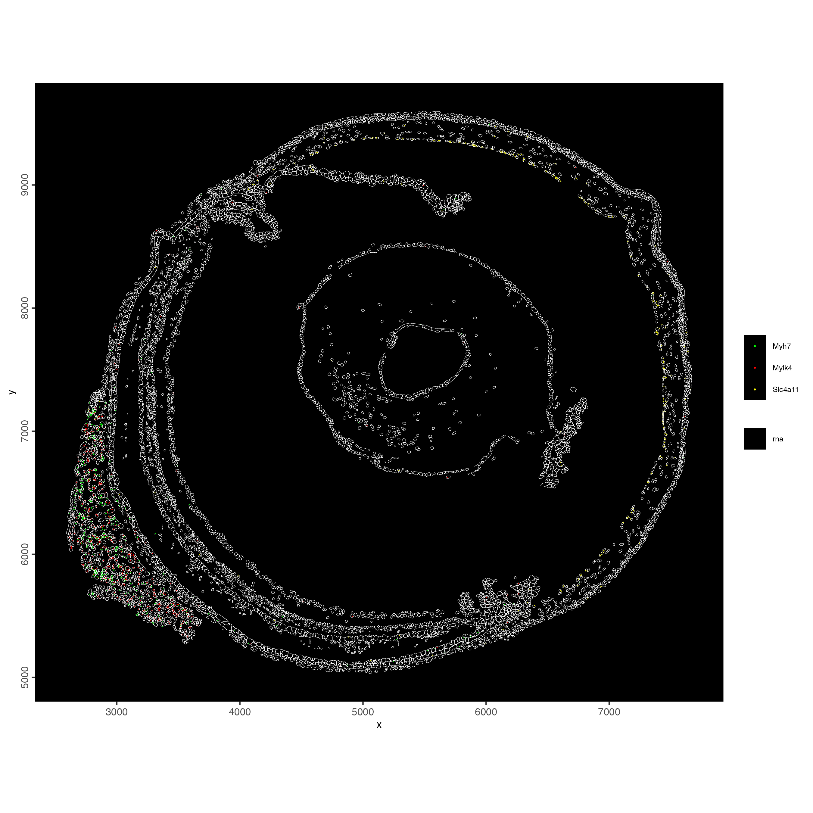Spatial locations of Gnai3 and Cdc45 transcripts