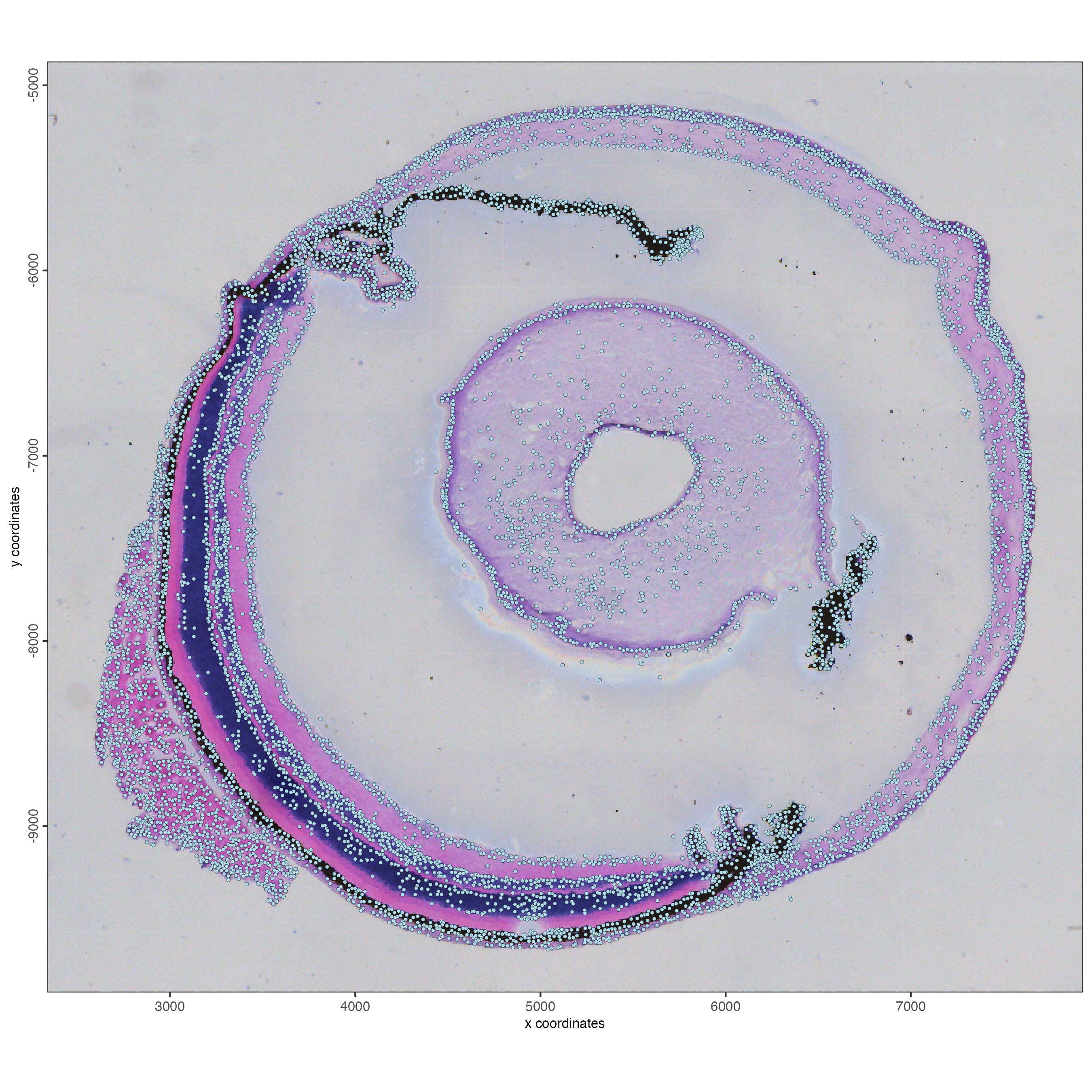 Spatial distribution of aggregated cells