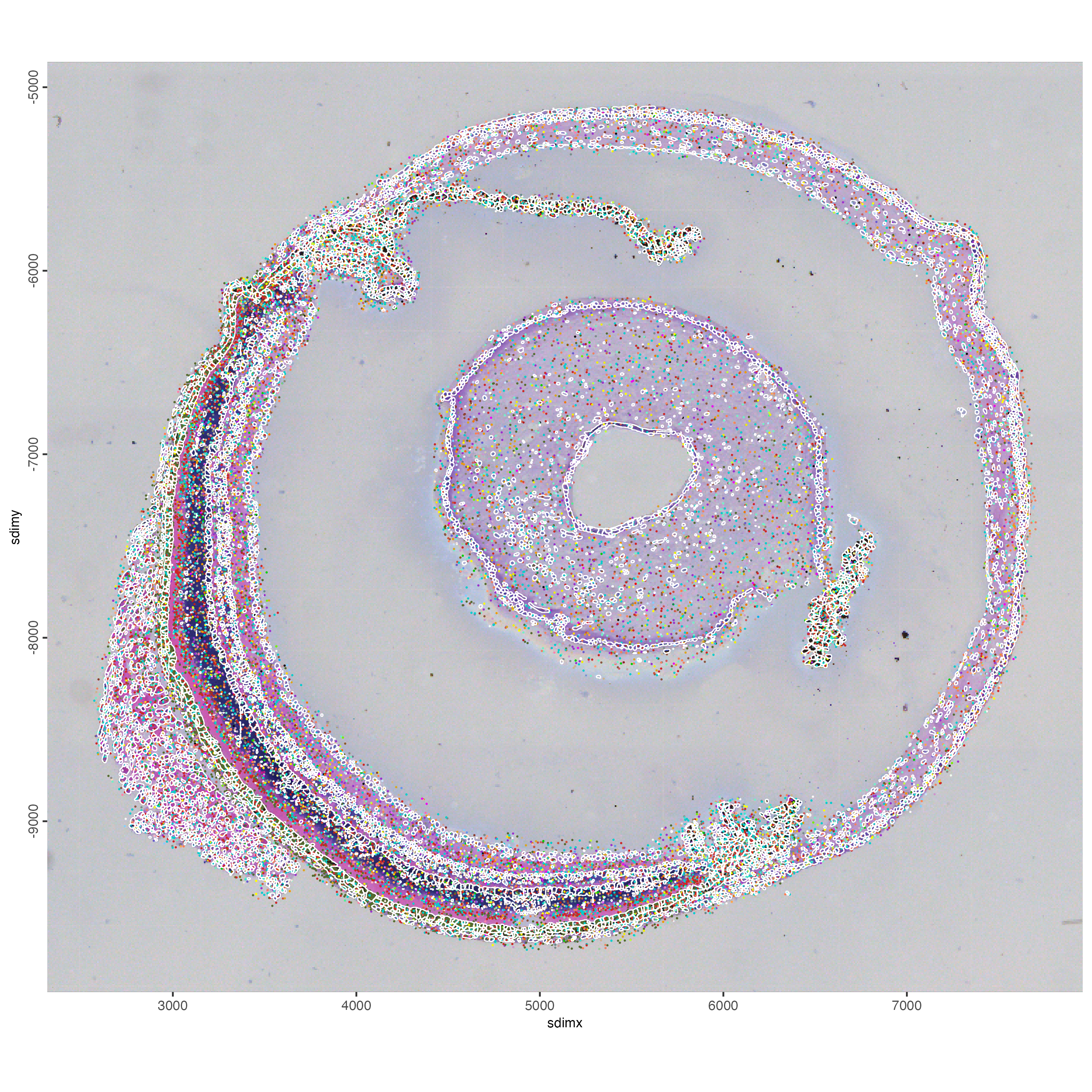 Spatial locations of some sampled transcripts